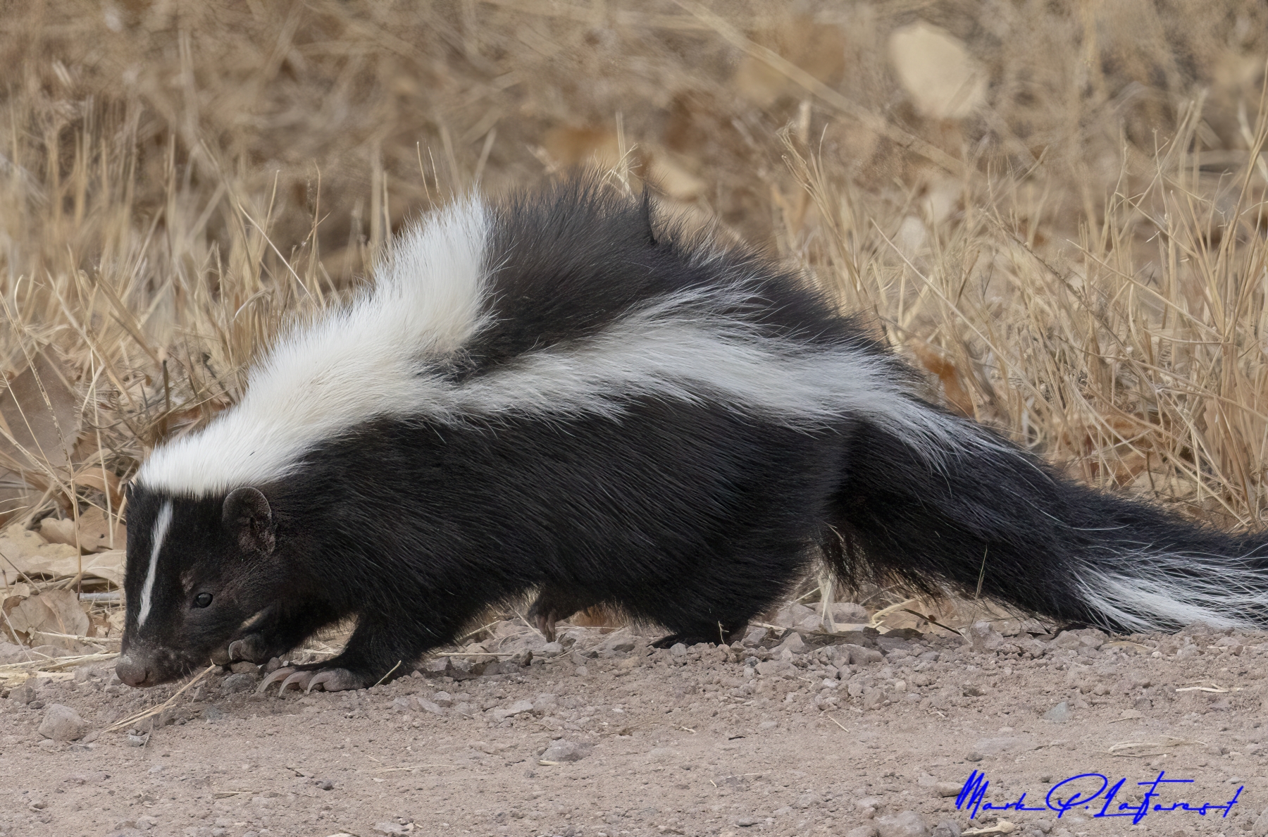 /gallery/north_america/USA/NM/bosque del apache/Skunk BdA Dec 2018-001_med.jpg